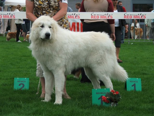 Jergan 1 Open class Best Male Lokerse Winner